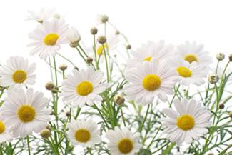 Chamomile