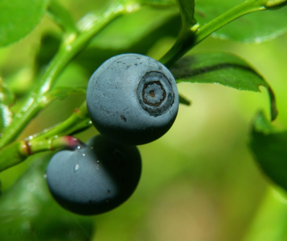 Bilberries