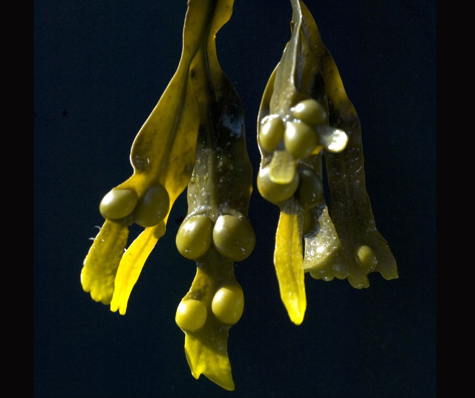 Bladderwrack