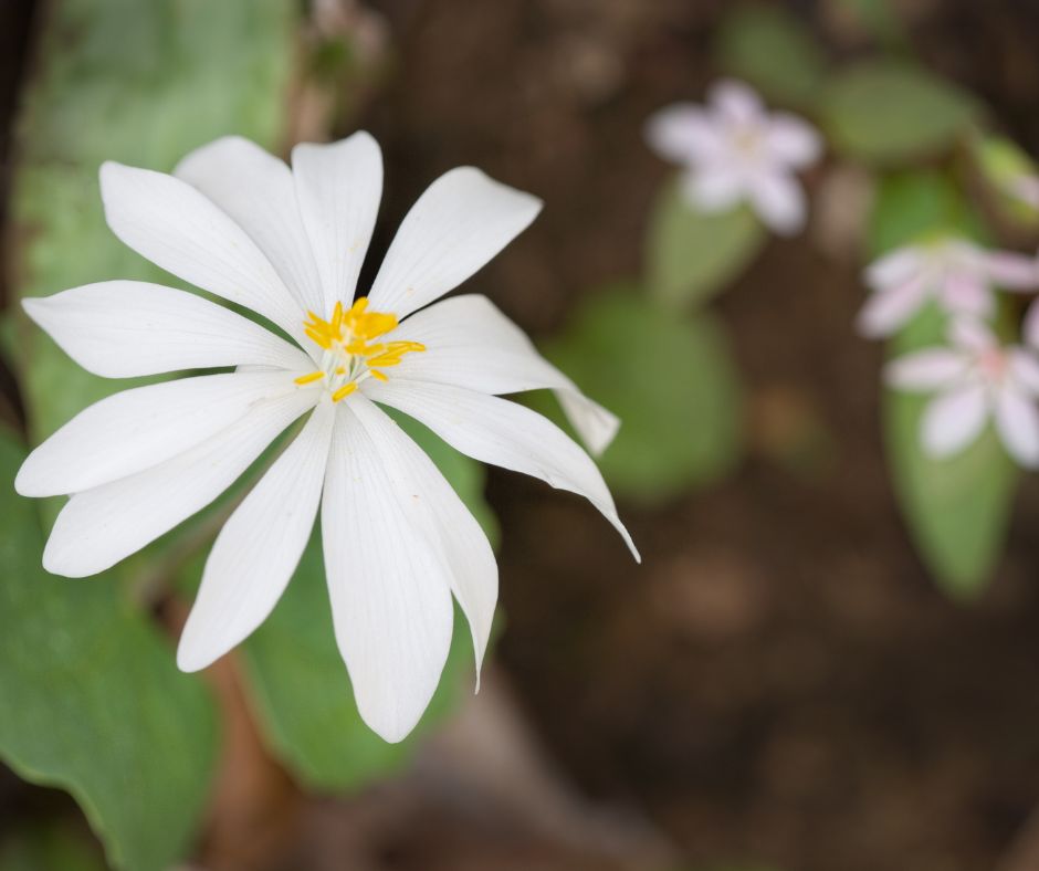 Bloodroot.