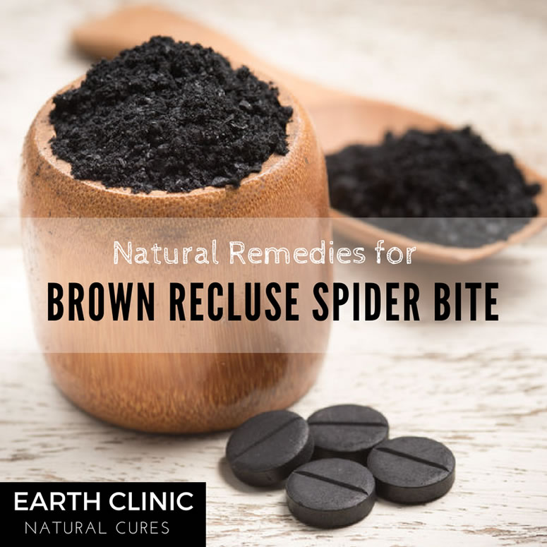 Activated Charcoal For Brown Recluse Spider Bites