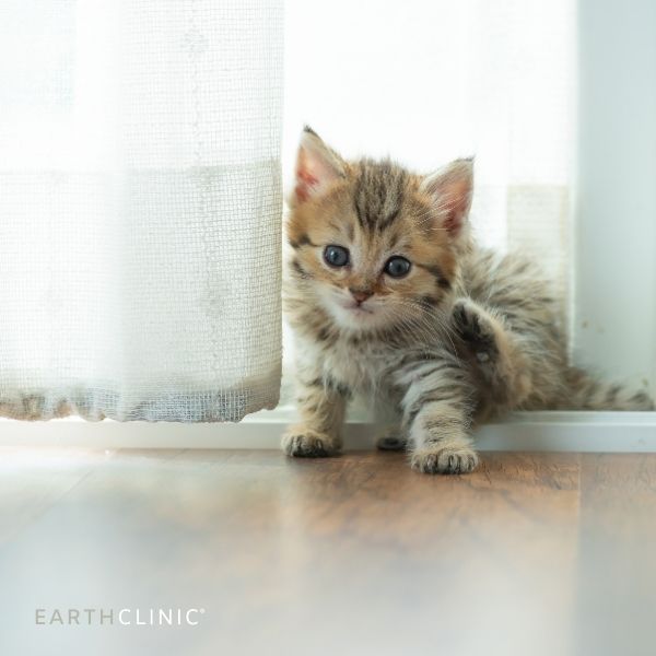Eye Infections in Cats - Antibiotics & Other Treatments