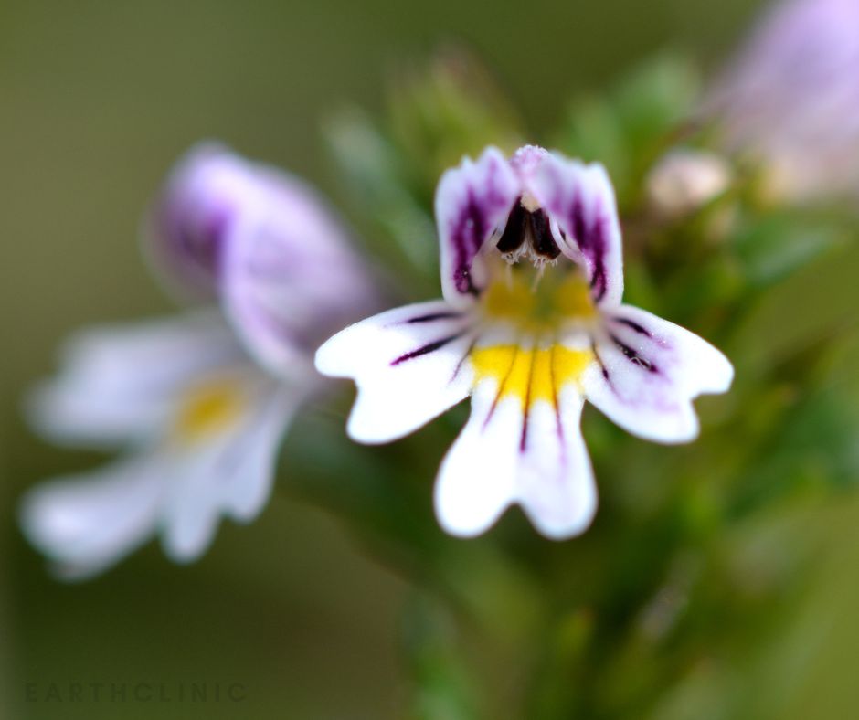 Eyebright.