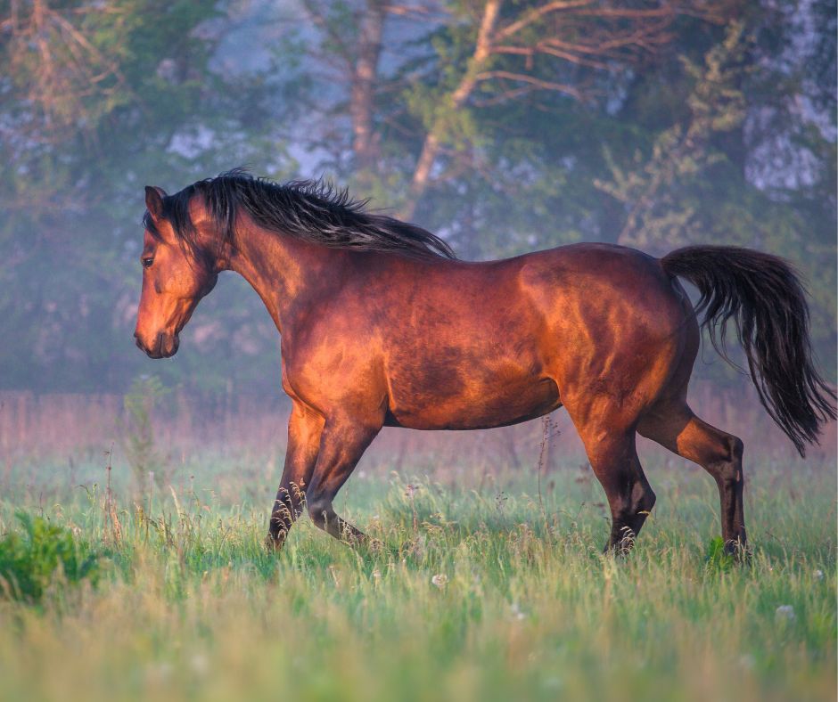 Horse in field.