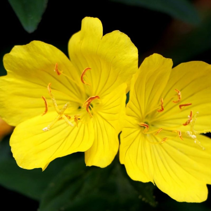 Evening Primrose Oil - Natural Remedies From a Wildflower ...