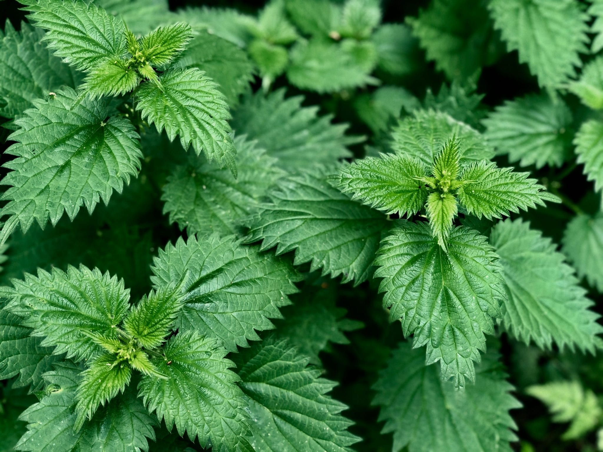 stinging-nettle-uses-side-effects-stinging-nettle-allergies