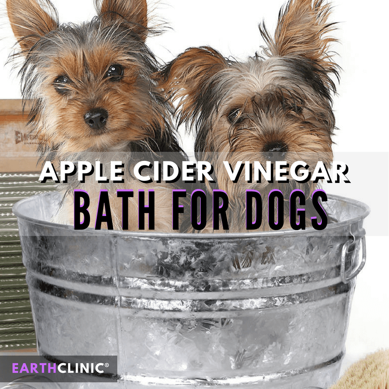 how-to-give-a-dog-an-apple-cider-vinegar-bath-earth-clinic