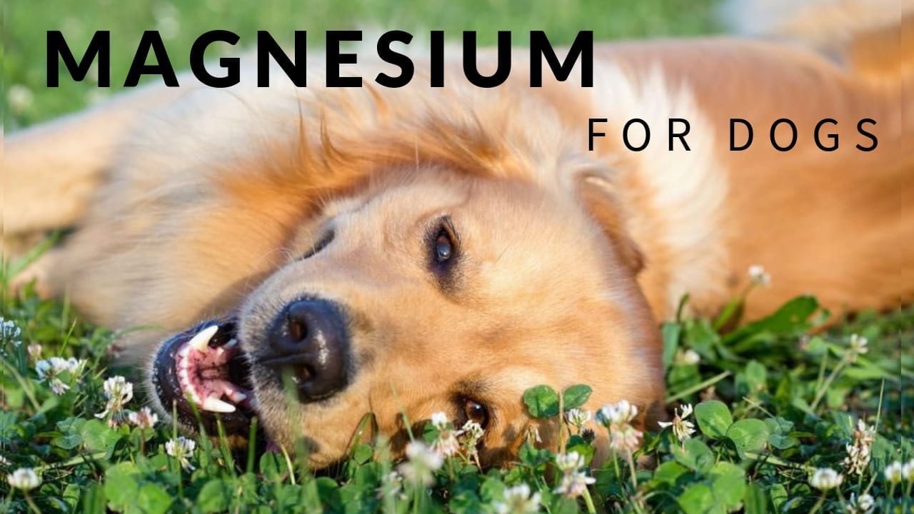 Do Dogs Need Magnesium? - Earth Clinic