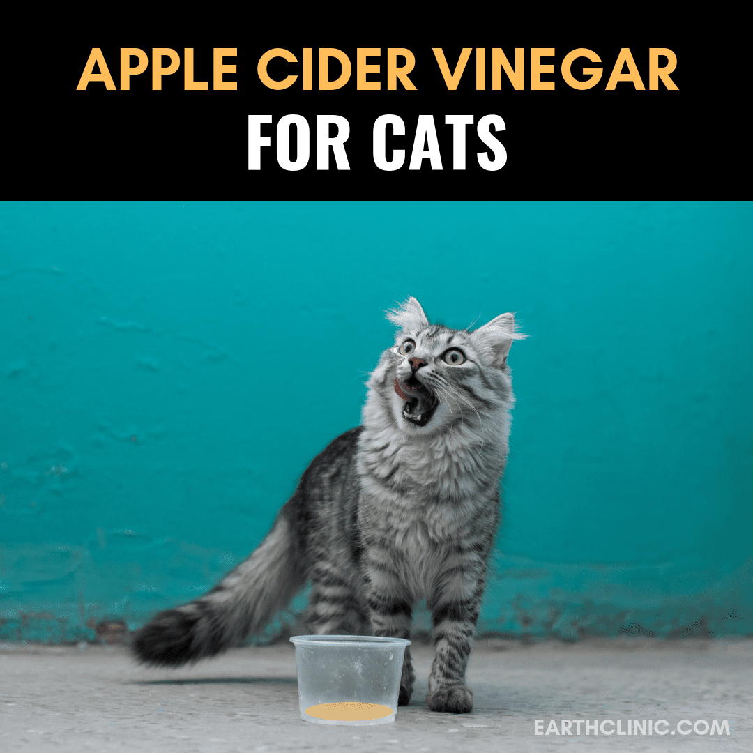 Apple Cider Vinegar for Cats Earth Clinic